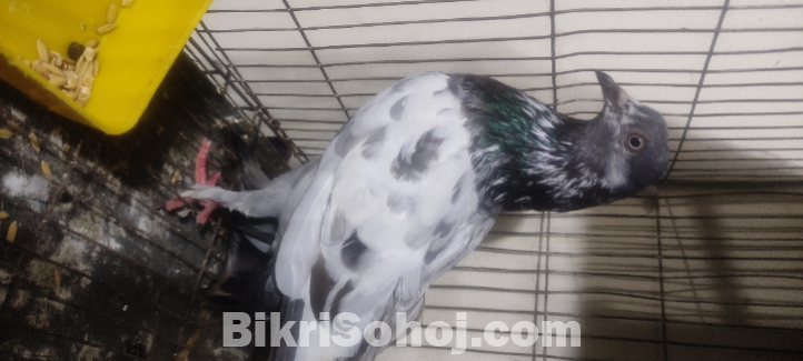 মাদি কবুতর ঠিকানা:উত্তর আগ্রাবাদ চট্টগ্রাম